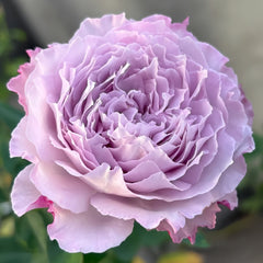Lansiqiu Rose Plant｜蓝丝球 image 2