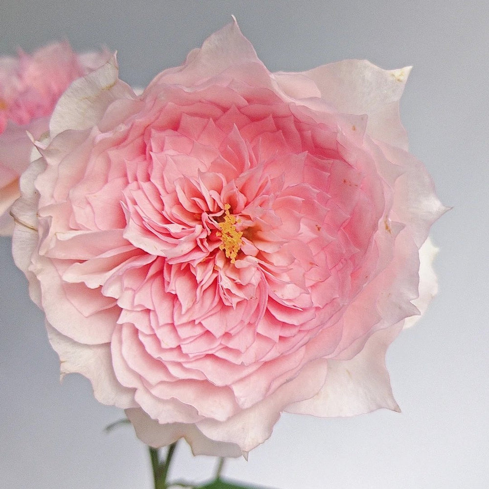 Monique Darve Rose Plant | 莫妮卡戴维 image 2