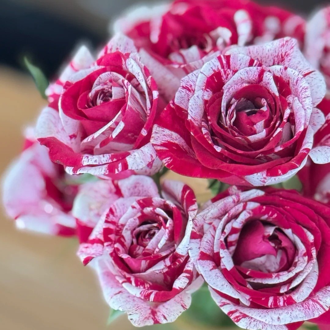 Aquarius Rose Plant | 水瓶座 image 0