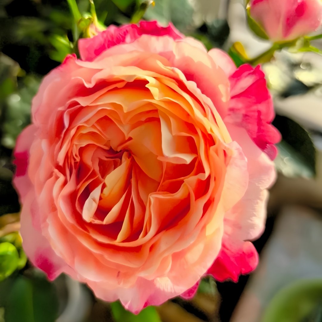 Fire X-pression Rose Plant｜大花美人 image 1