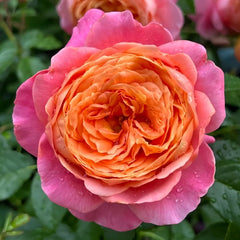 Juzi Rose Plant｜橘子 image 0