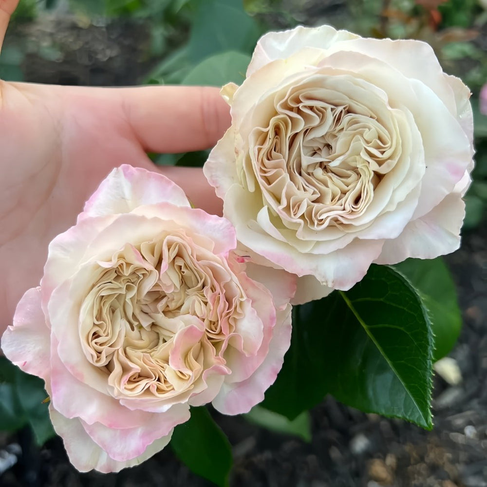 Westminster Abbey Rose Plant｜威斯敏特大教堂 image 3