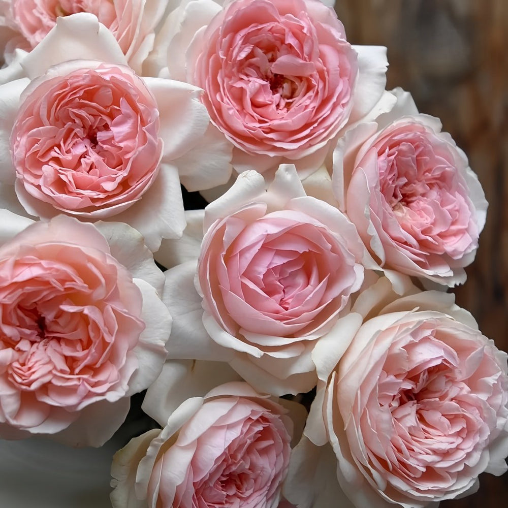 Kyouka Rose Plant|镜花 image 5