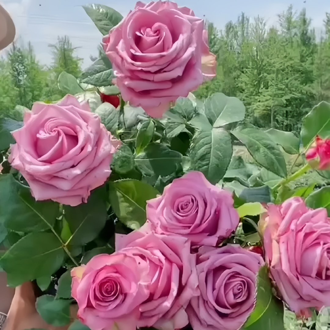 Cool Water Rose Plant|冷美人 image 4
