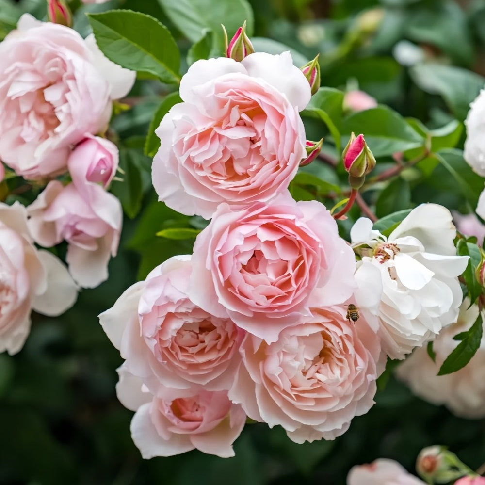 The Generous Gardener Rose Plant|慷慨的园丁 image 6