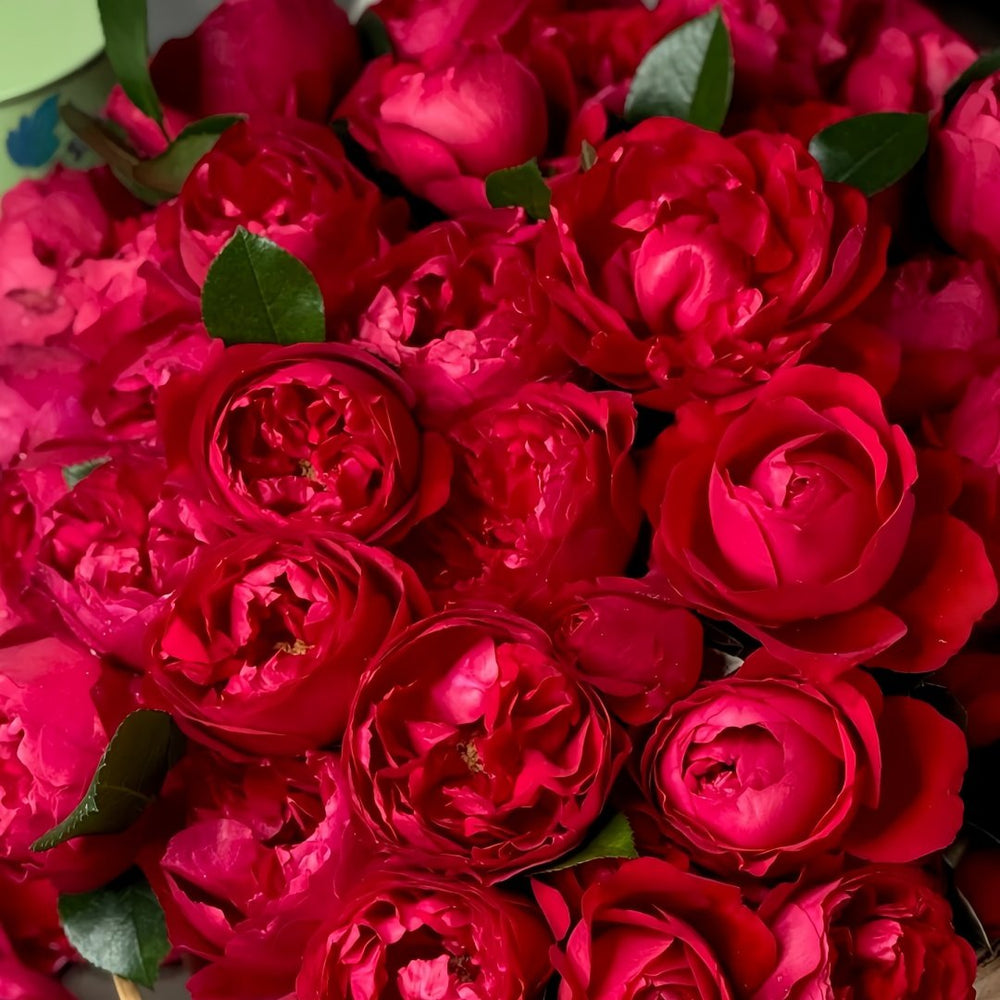 Florentina Rose Plant｜弗洛伦蒂娜 image 6