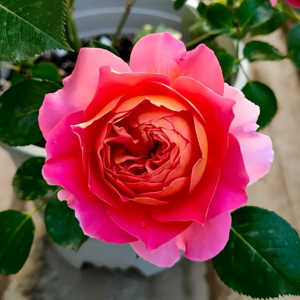 Esprit de Paris Rose Plant｜巴黎精神 image 4