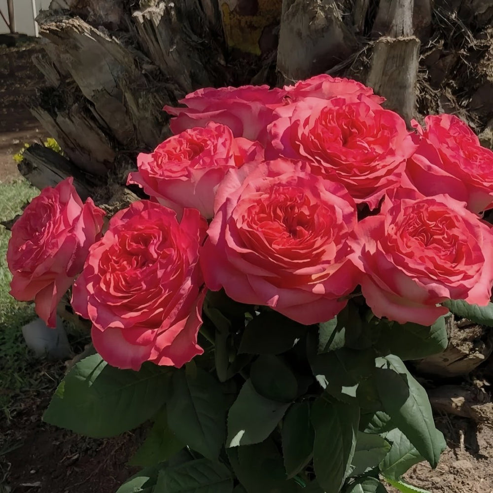 Coral Reeva Rose Plant｜珊瑚丽娃 image 6