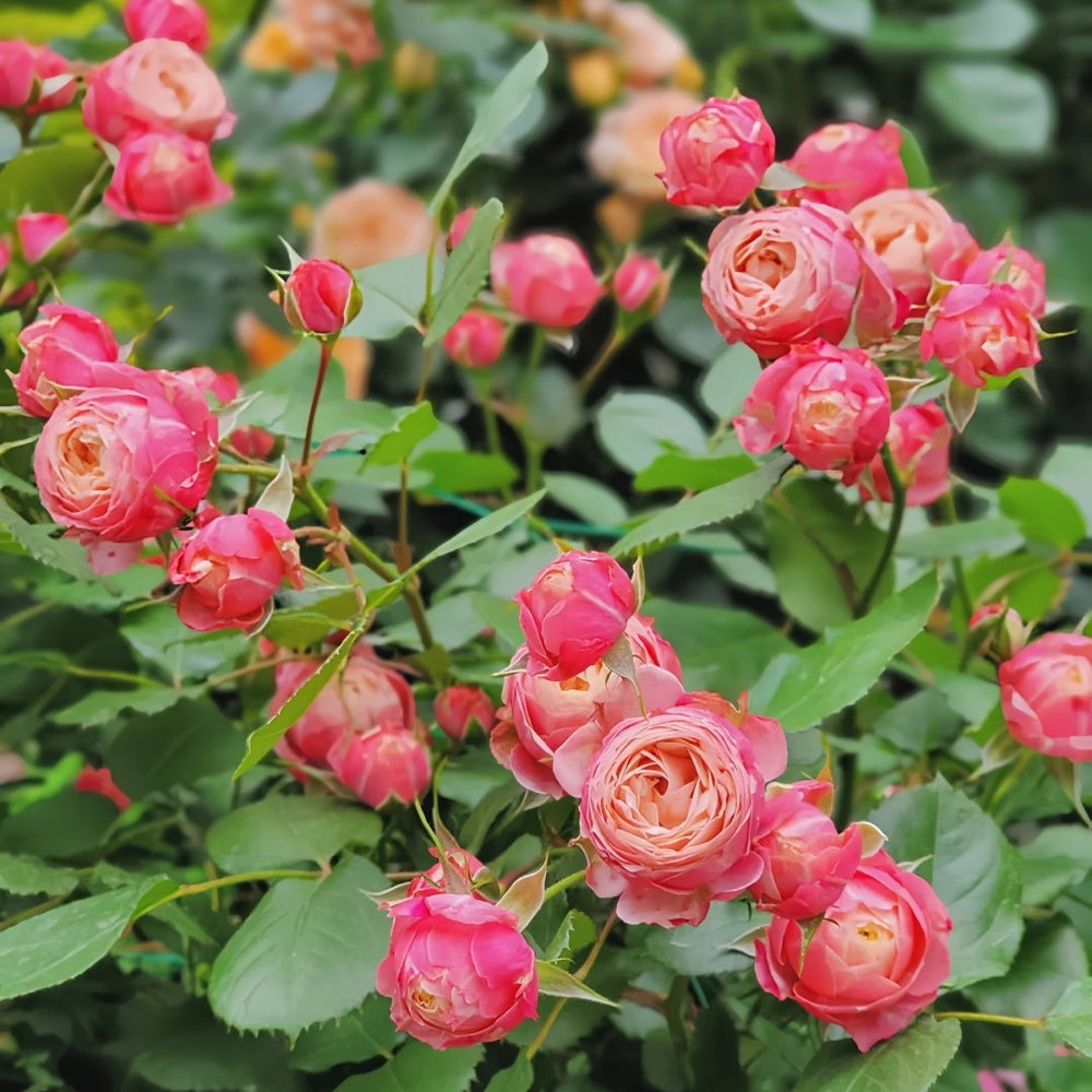 Bico Baby Romantica Rose Plant|浪漫比克 image 6
