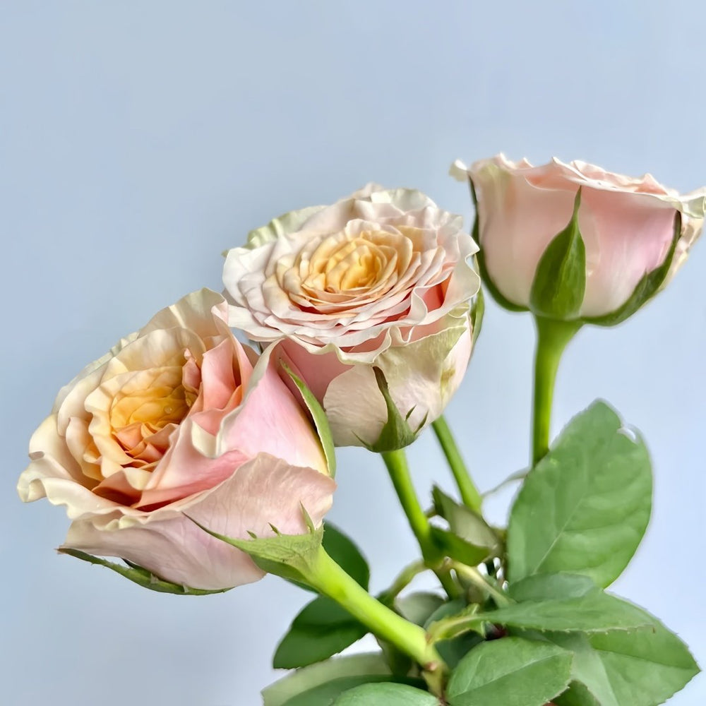 Mabella Rose Plant | 玛贝拉/猛犸 image 9