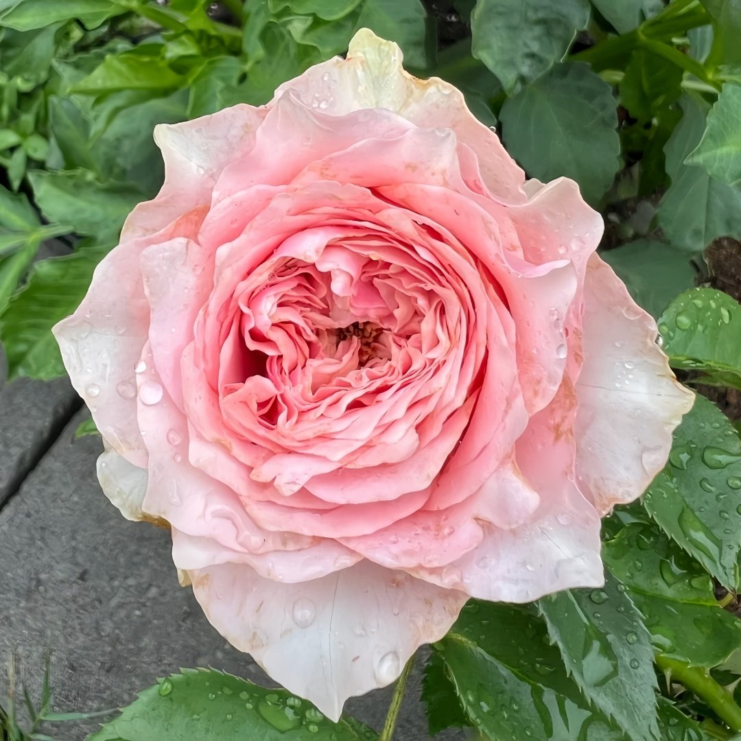 Country Peonia Rose Plant|乡村牡丹 image 3