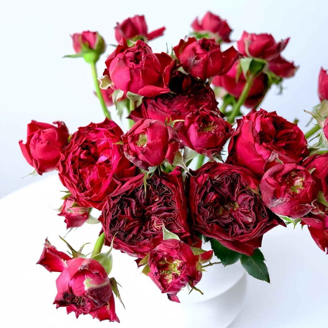 Frozen Summerhouse Rose Plant|冰雪山庄 image 2