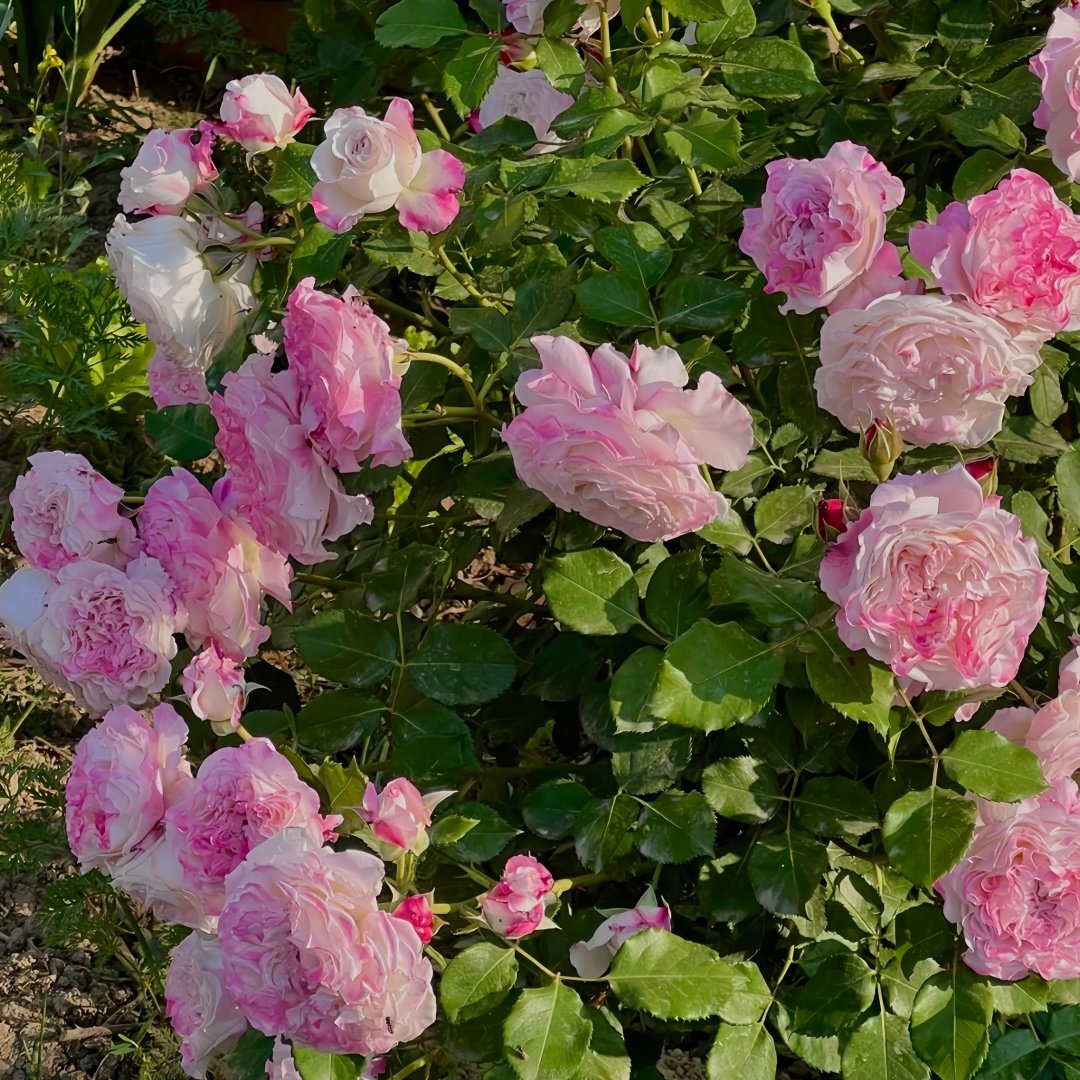 Bella Linda Fairy Rose Plant｜贝拉琳达仙女 image 7