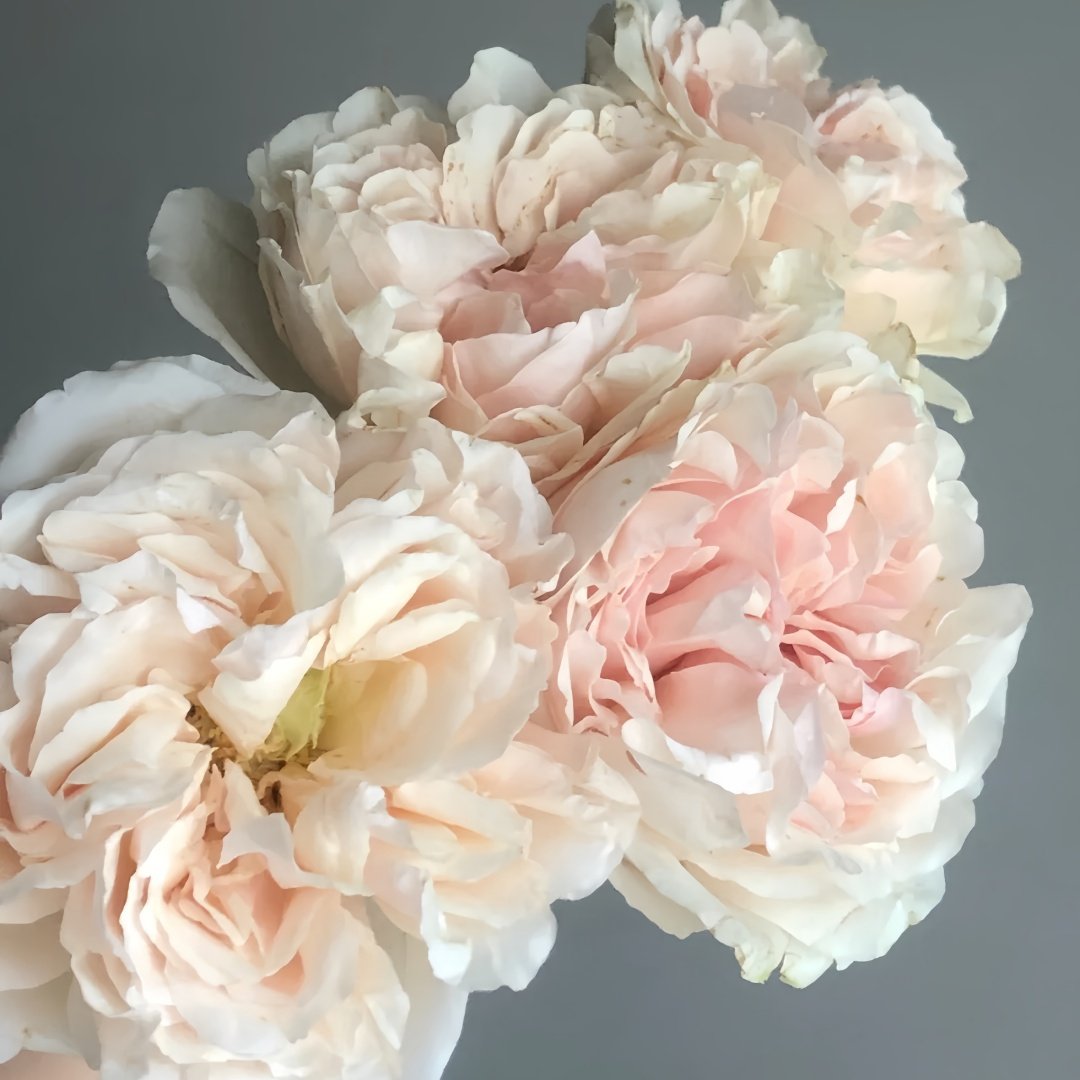Lorena Summerhouse Rose Plant|雷娜山庄 image 9