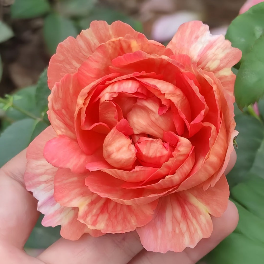 Xiuyan Rose Plant｜羞颜 image 4