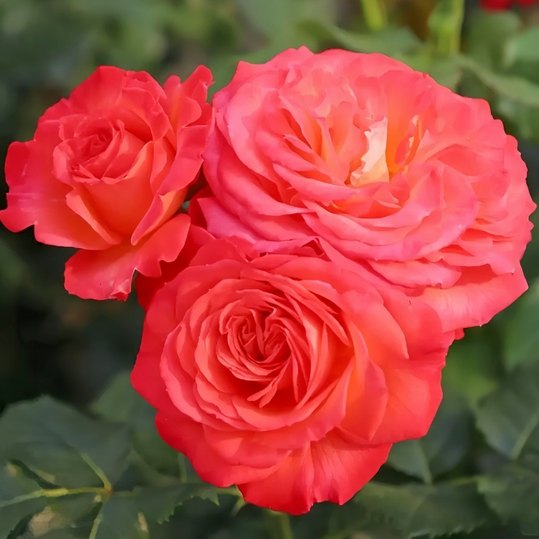 Vulcano Rose Plant｜火神岛 image 4