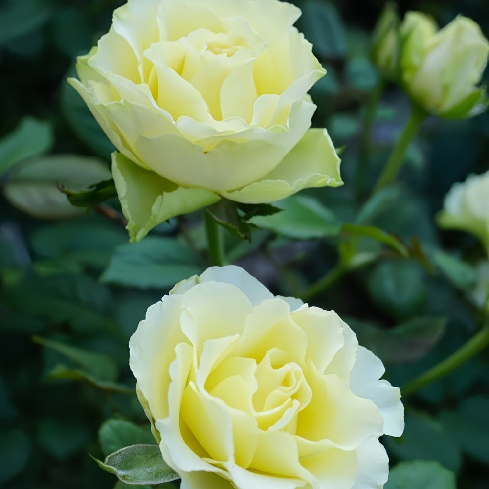 Green Planet Rose Plant|绿色行星 image 7