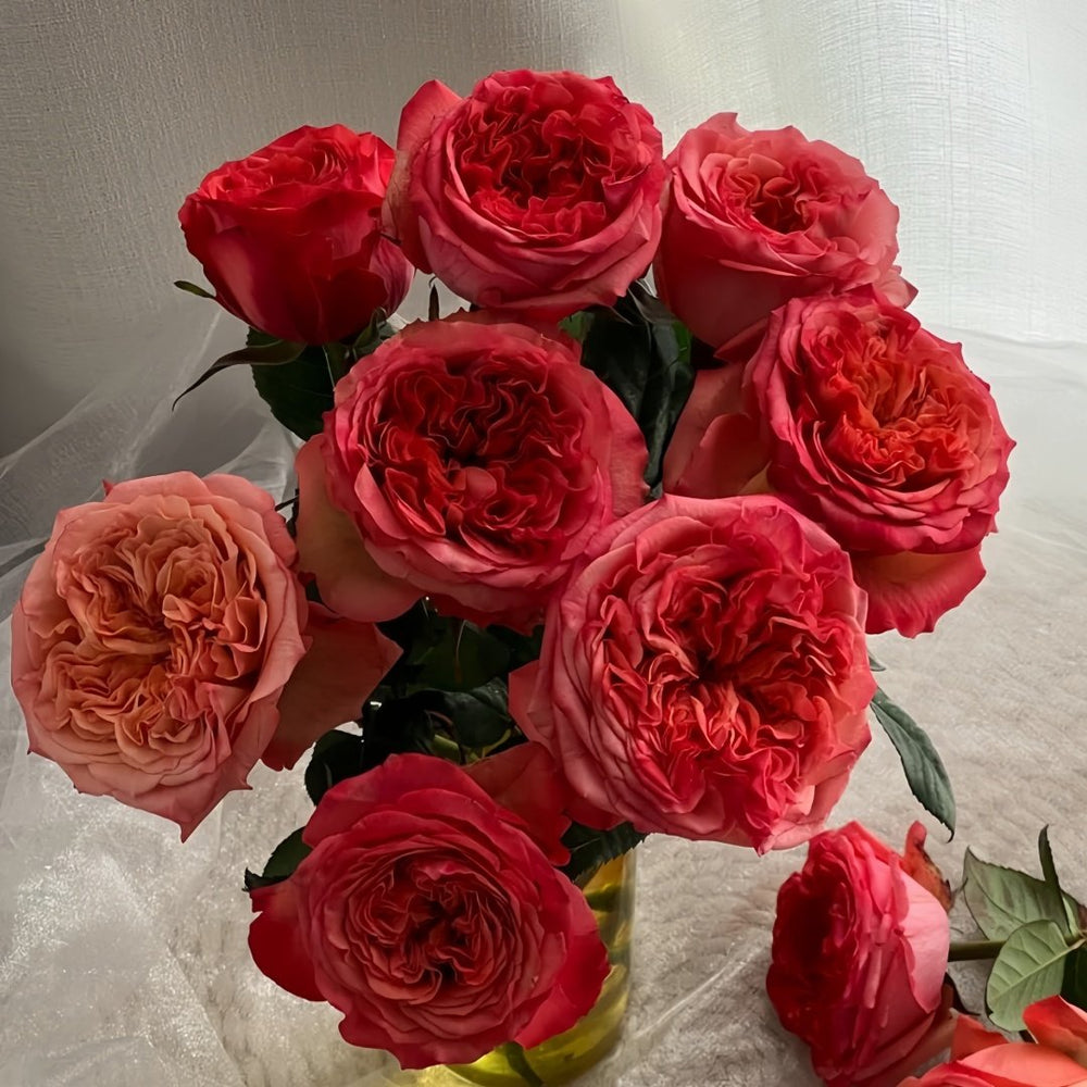 Coral Reeva Rose Plant｜珊瑚丽娃 image 5