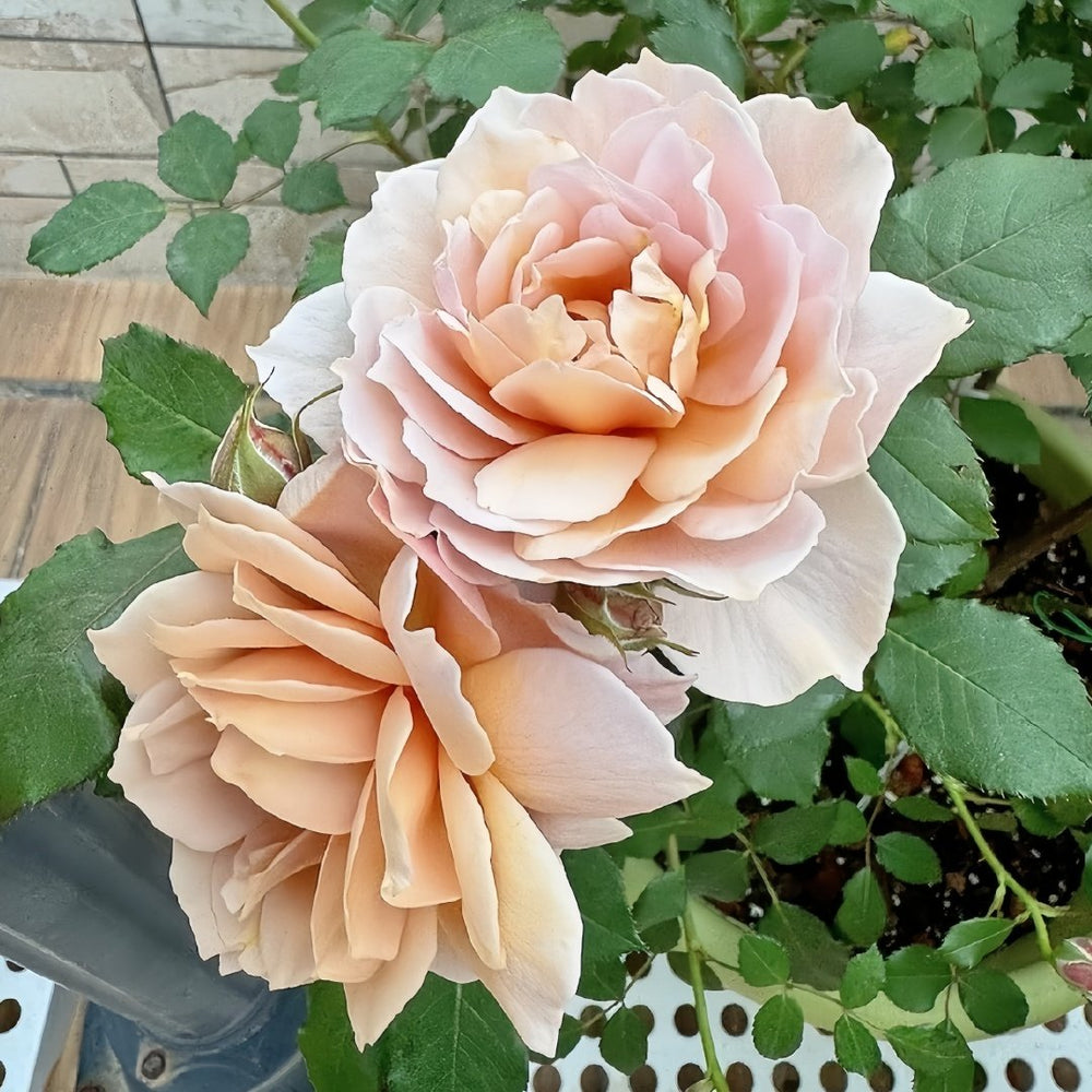 Suo Qingqiu Rose Plant｜锁清秋 image 6