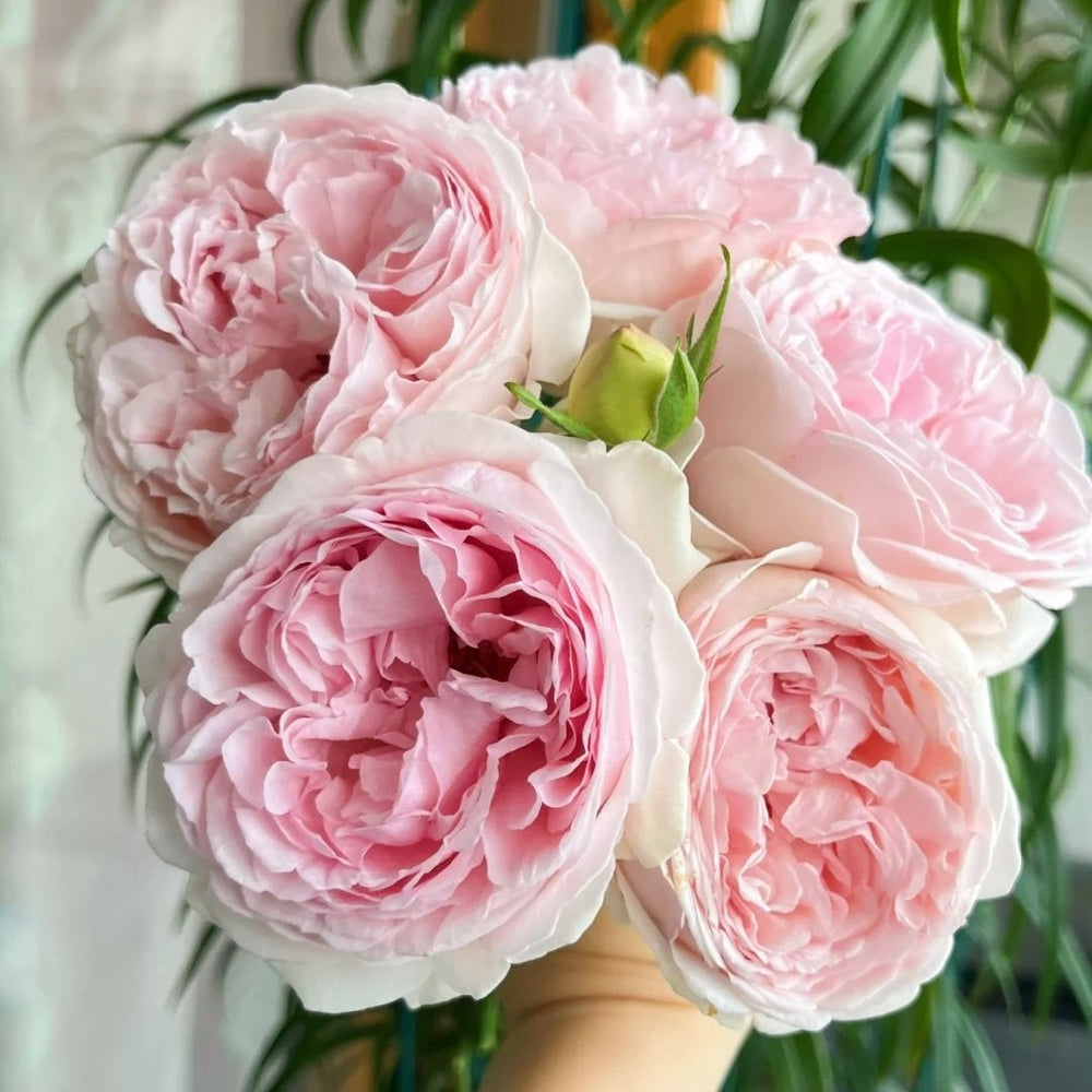 Yves Otome heart Rose Plant|伊芙乙女心 image 0