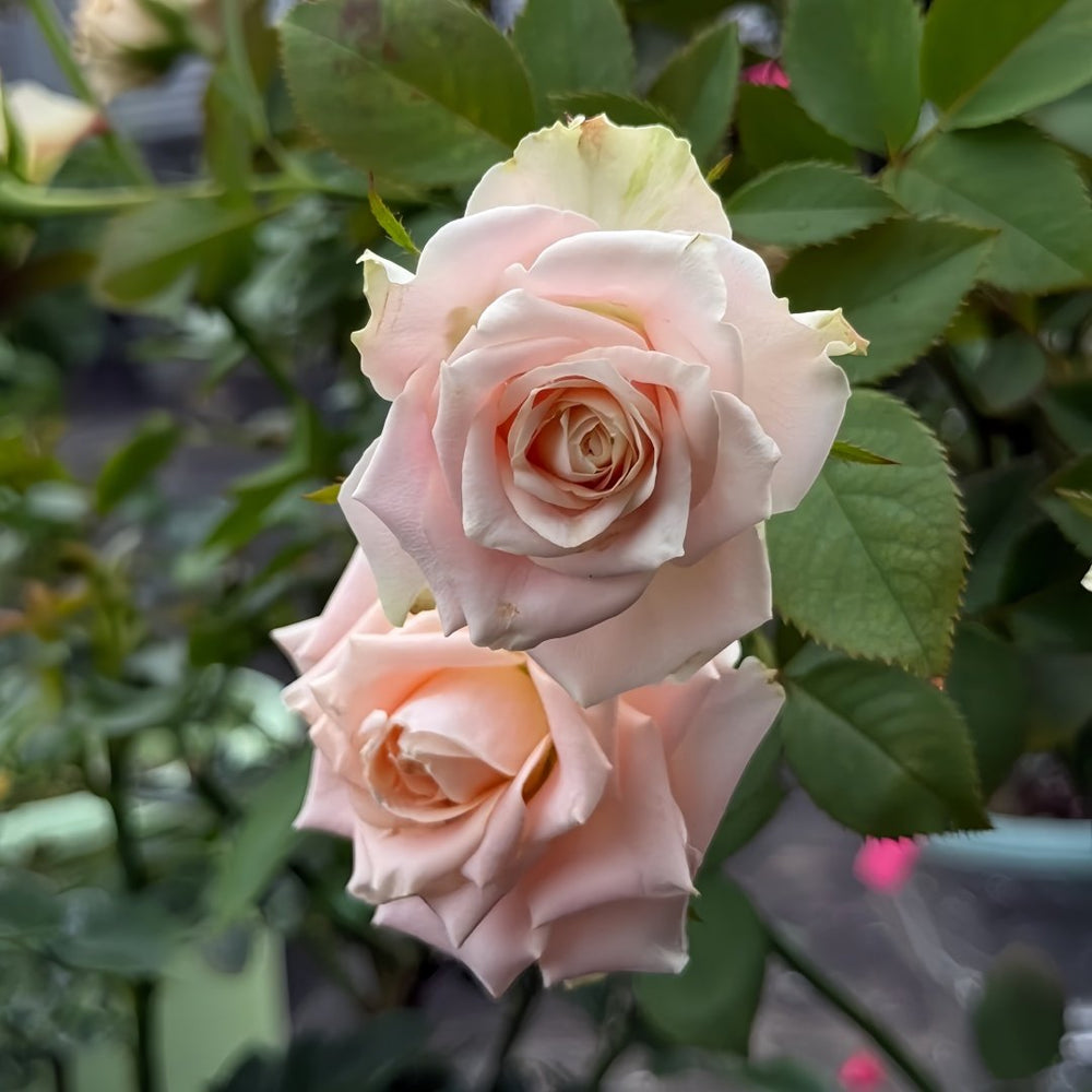 Escalante Rose Plant | 埃斯卡兰特 image 5