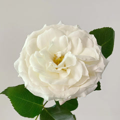 Alabaster Rose Plant| 雪花石膏 image 1