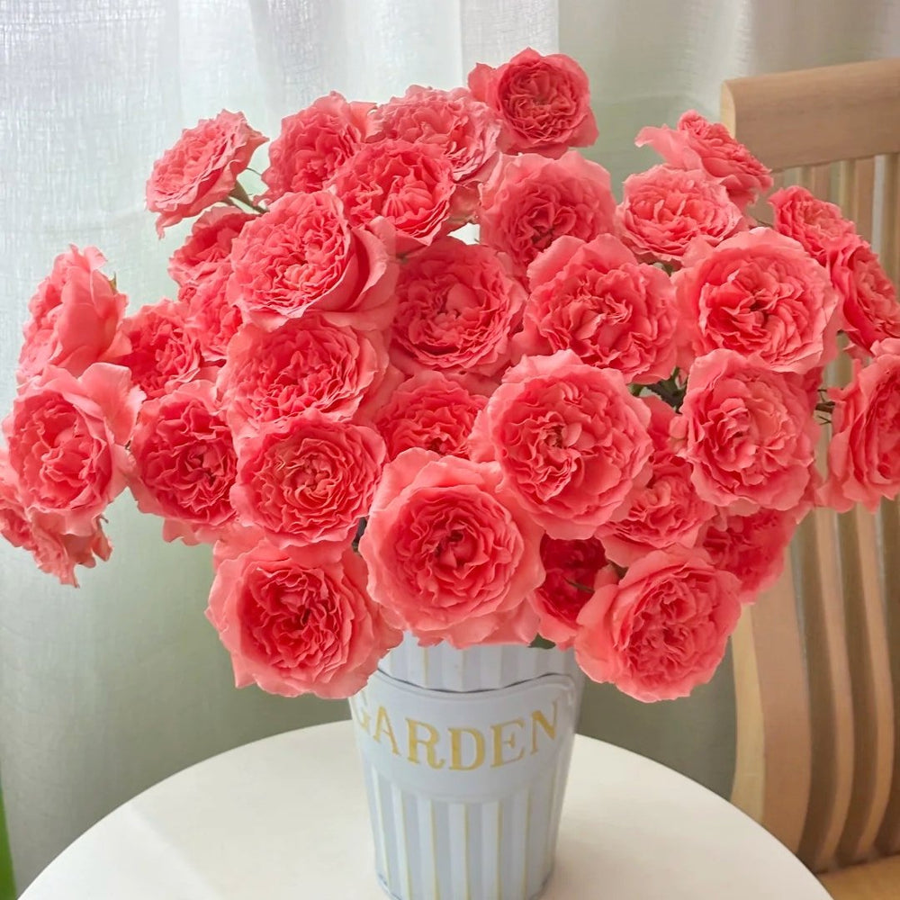 Corail Gelee Rose Plant｜珊瑚果冻 image 9