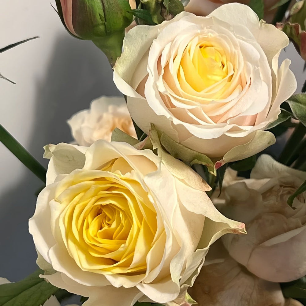 Teresa Rose Gulya Rose Plant｜特蕾莎 image 7