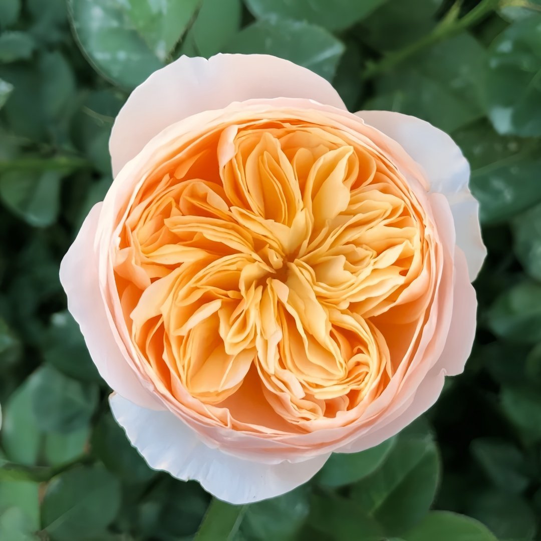 Juliet Rose Plant｜朱丽叶 image 4