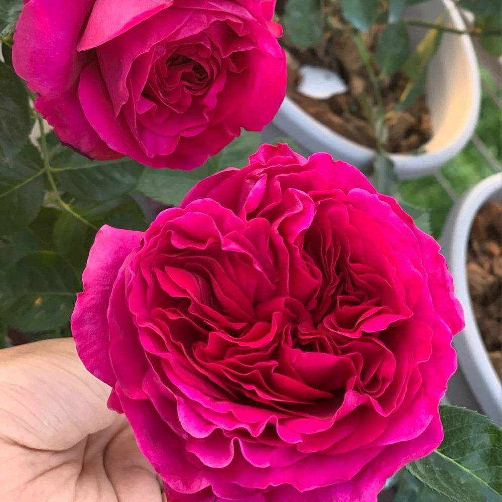 Marietta Rose Plant|玛丽叶塔 image 3