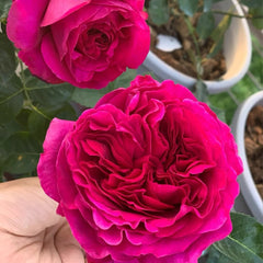 Marietta Rose Plant|玛丽叶塔 image 3