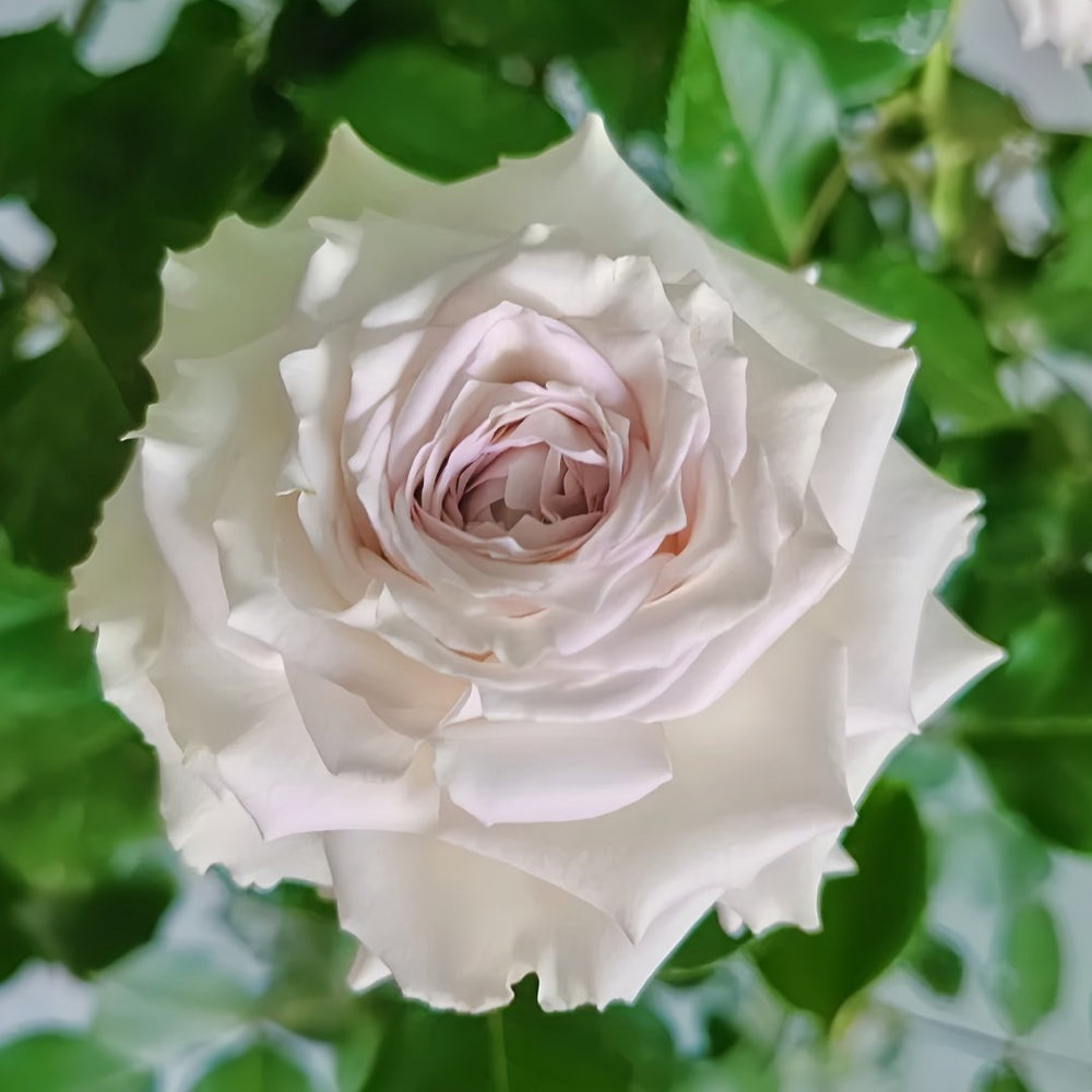 Silver Rain Rose Plant|银雨 image 9