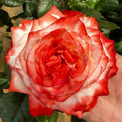 Farfalla Rose Plant｜法尔法拉 image 0