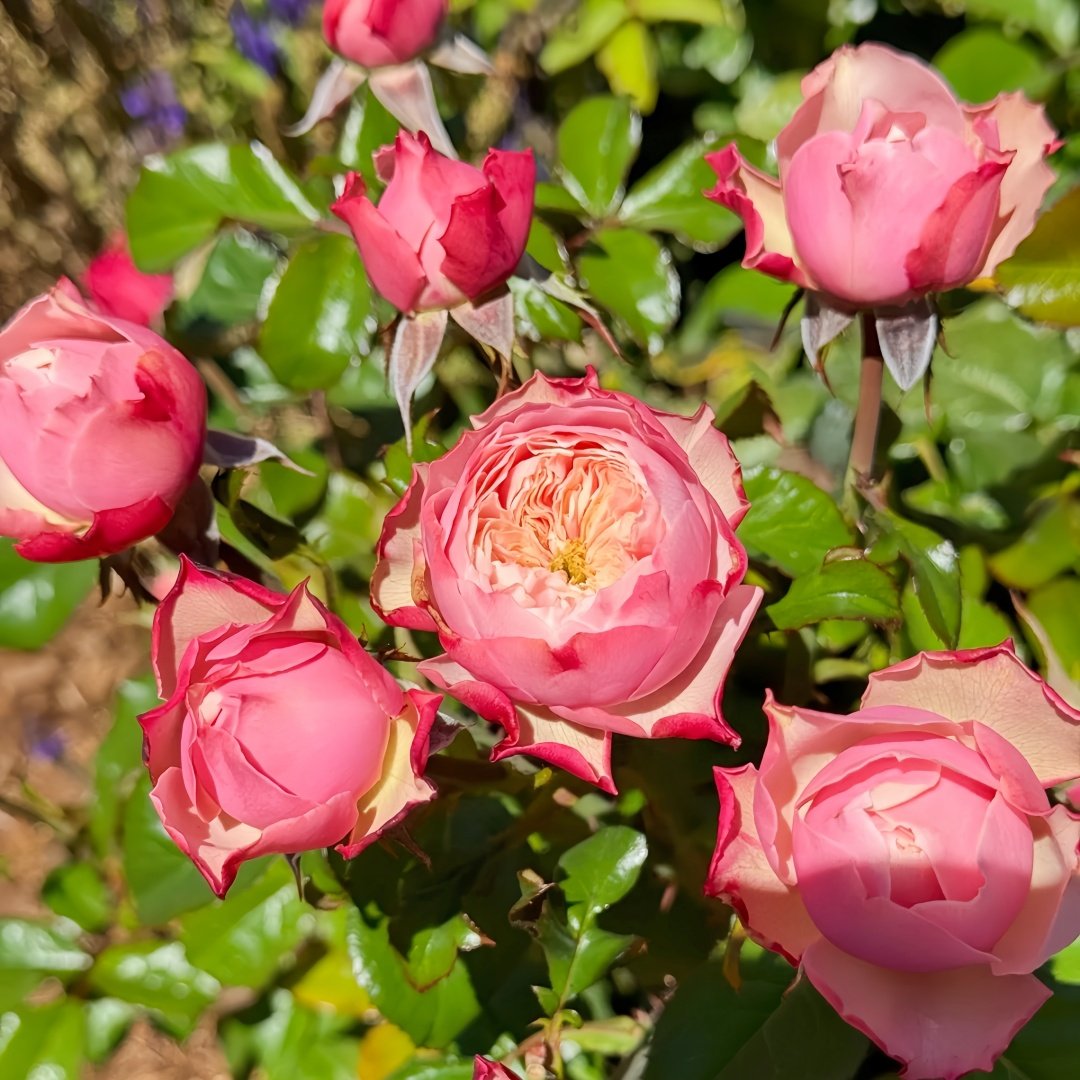 Northanger Abbey Rose Plant| 诺桑觉寺 image 5