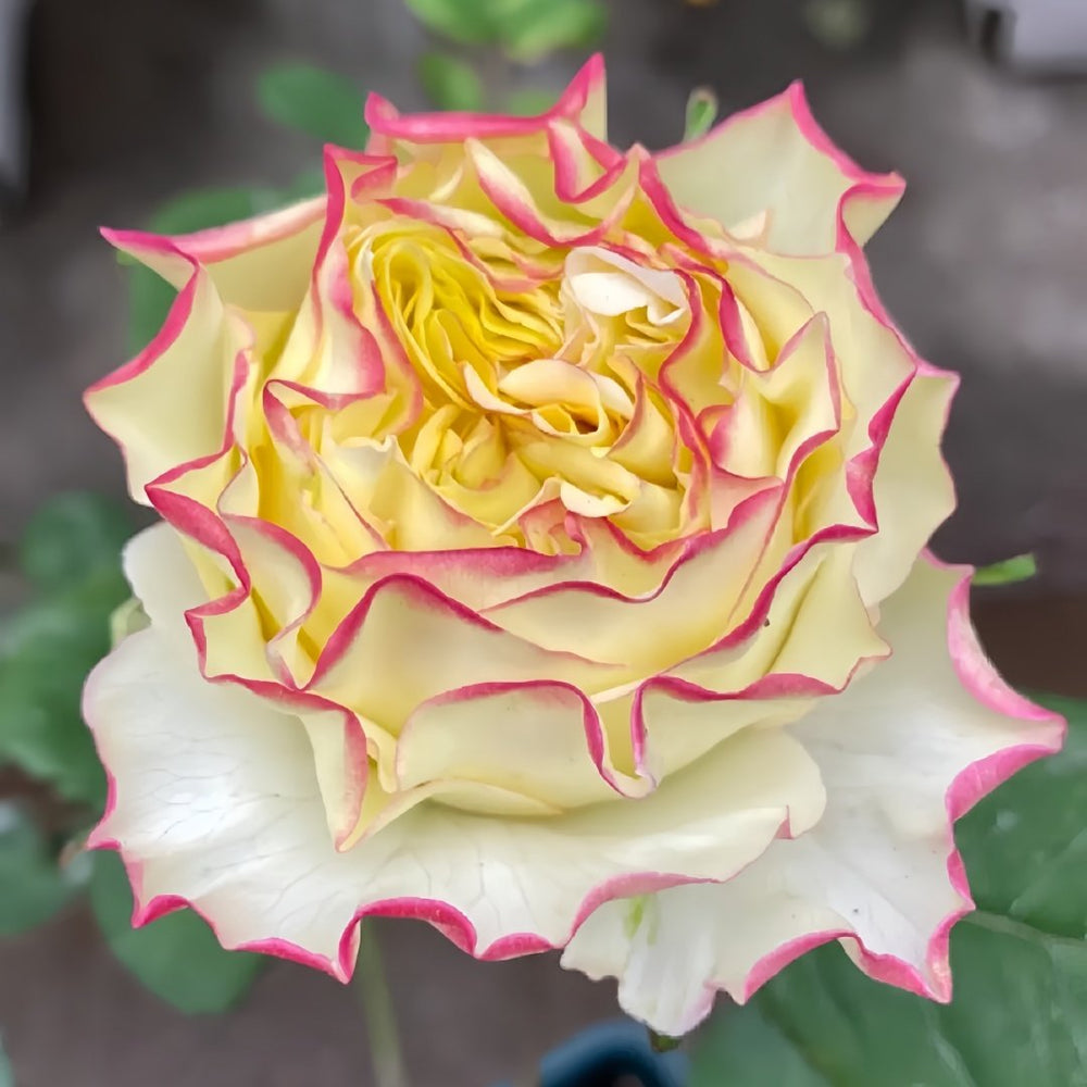 Stylist Rose Plant｜造型师 image 4