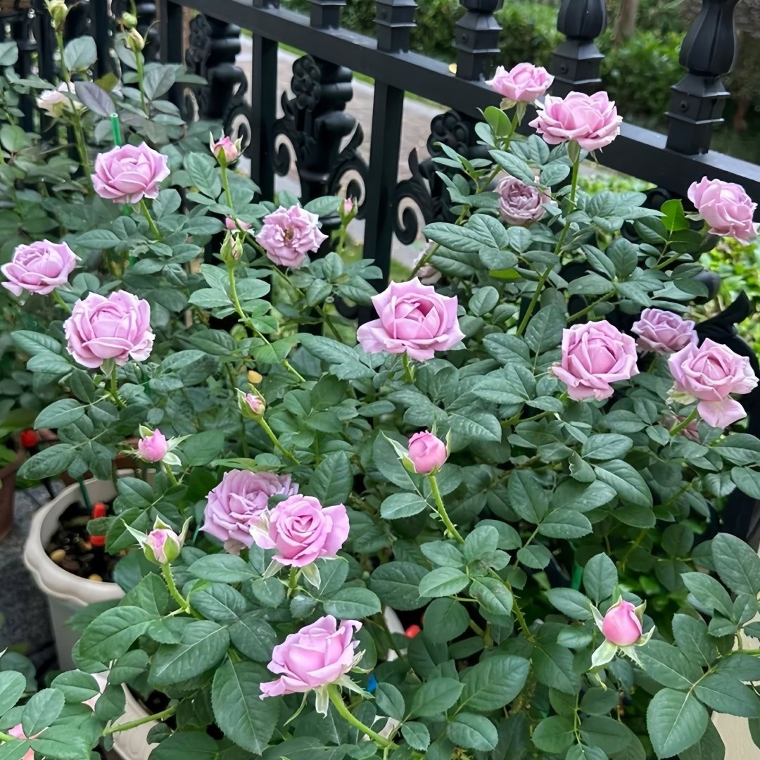 Amethyst Rose Plant｜紫龙晶 image 8