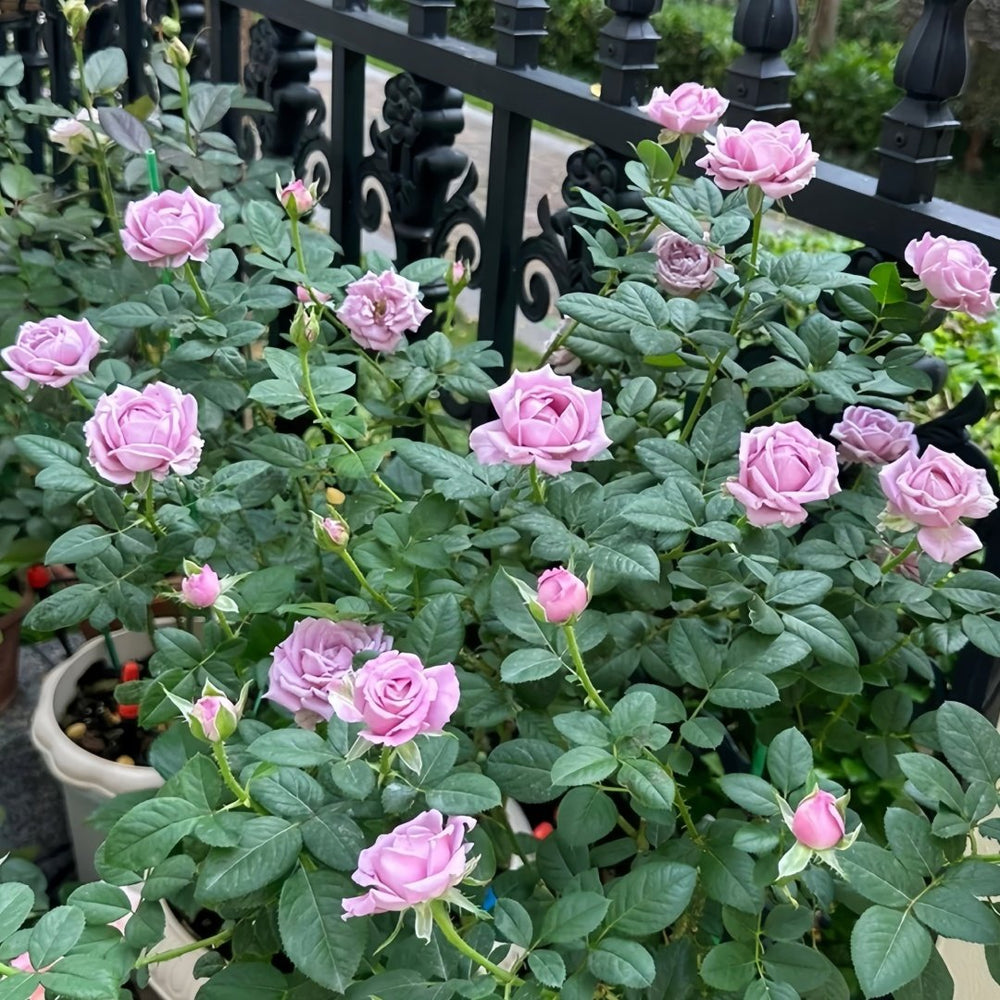 Amethyst Rose Plant｜紫龙晶 image 8