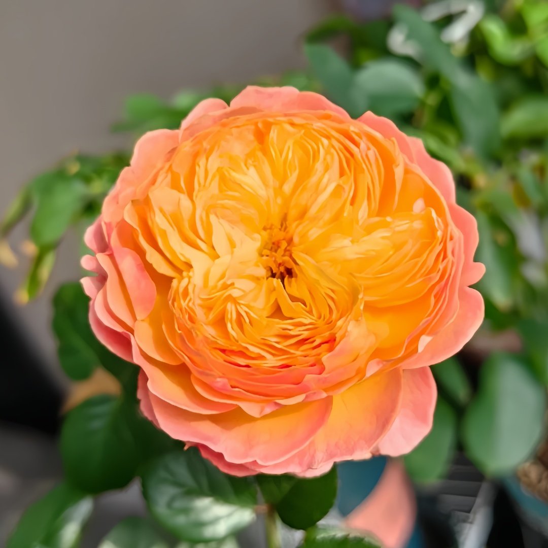 Apricot Fat Rose Plant|杏子肥 image 4