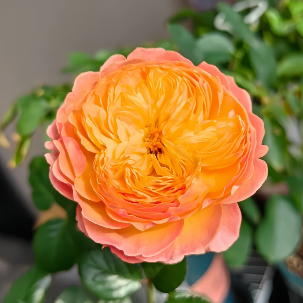 Apricot Fat Rose Plant|杏子肥 image 4