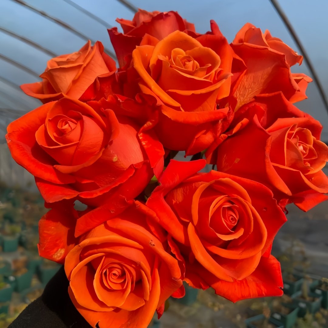 Orange Party Rose Plant|金色交响 image 9