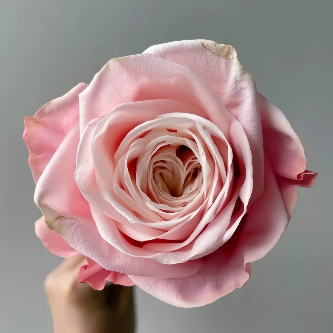Supless Rose Plant｜甜蜜奶咖 image 3