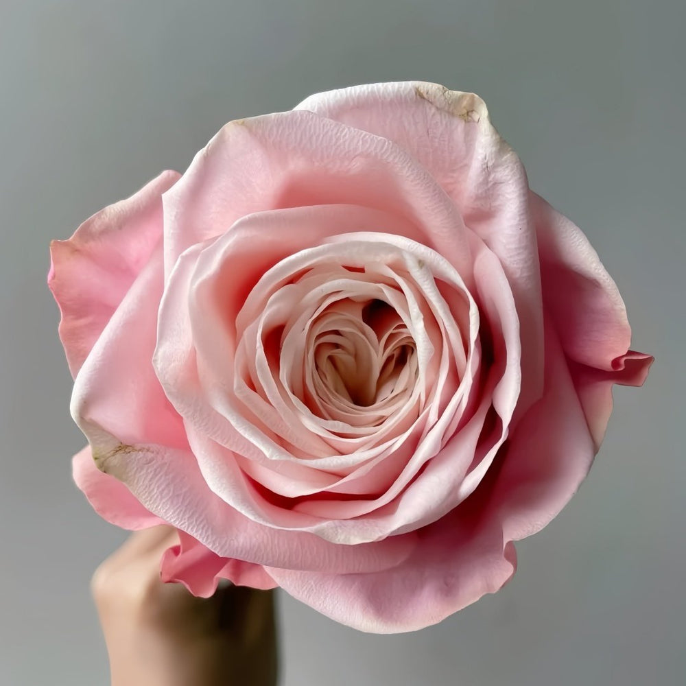 Supless Rose Plant｜甜蜜奶咖 image 3