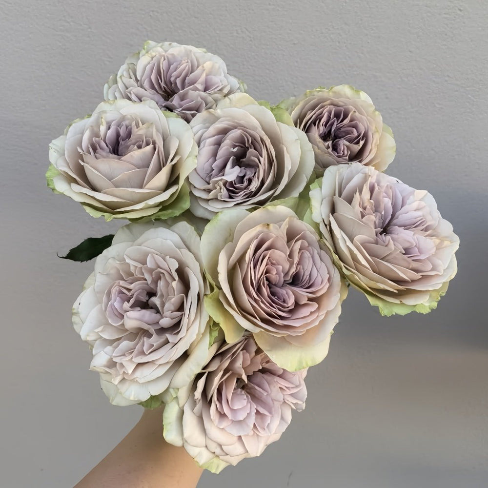 Notre Dame Rose Plant|巴黎圣母院 image 9
