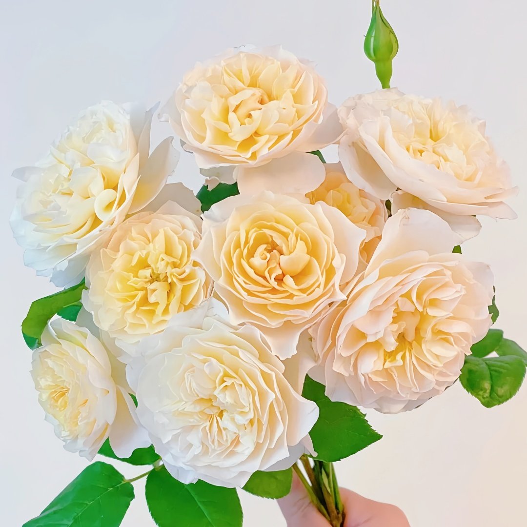 Eugenie Rose Plant｜尤金妮 image 7