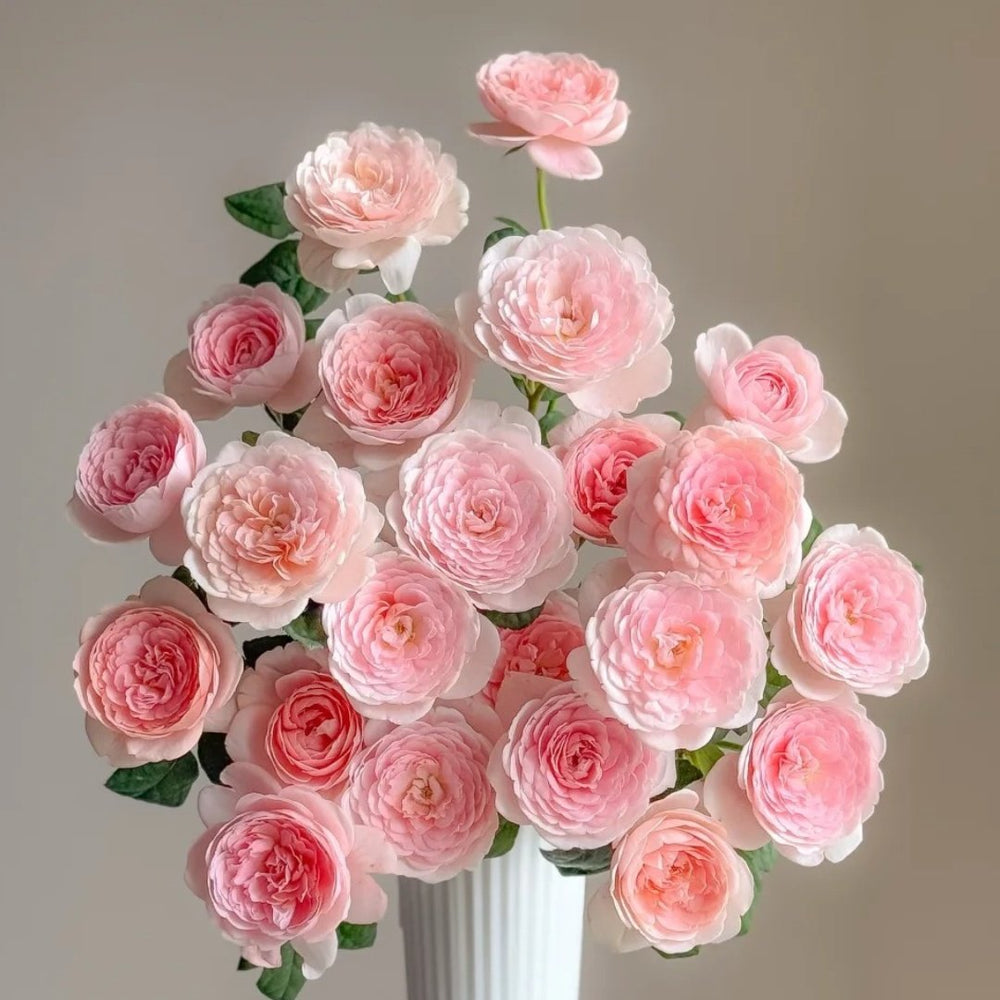 Queen of Sweden Rose Plant｜瑞典女王 image 5