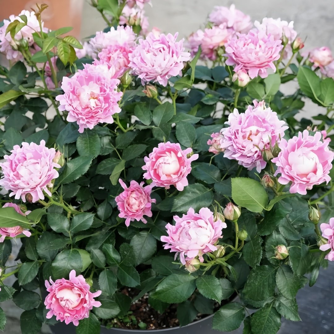 Fancy Rufle Rose Plant｜梦幻折边 image 4