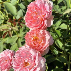 Xiuyan Rose Plant｜羞颜 image 1
