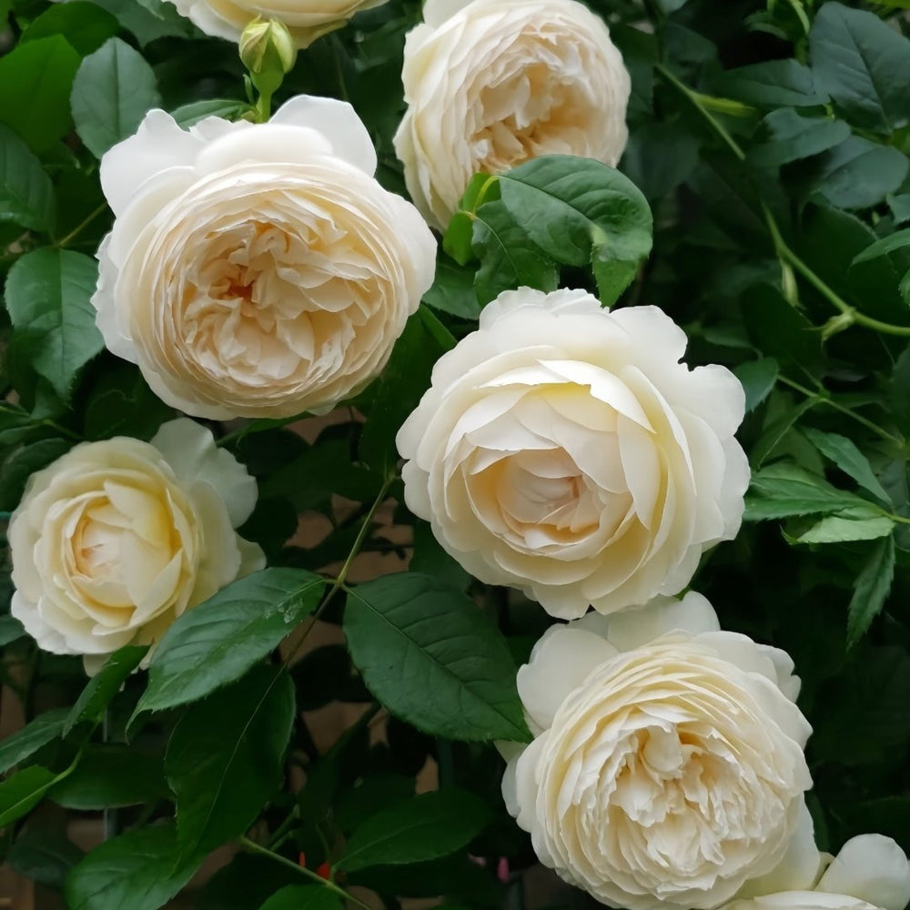 Claire Austin Rose Plant|克莱尔奥斯汀 image 5