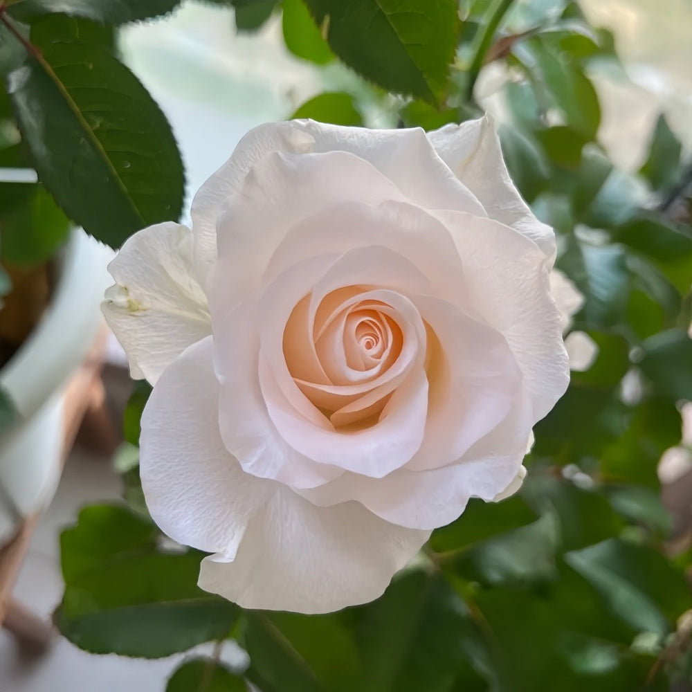 Cynthia Rose Plant|辛西娅 image 1