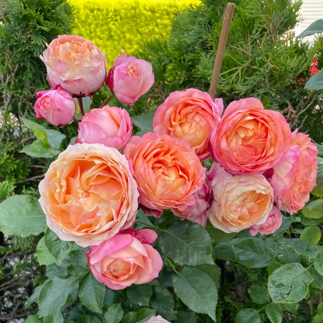 Fire X-pression Rose Plant｜大花美人 image 7